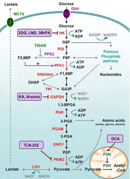 Figure  10.  Overview  of  glycolysis. Glycolysis  is  a  series  of  metabolic  processes,  driven  by  nine  specific 