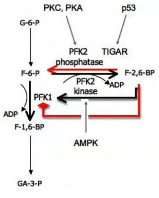 Figure 12. PFKFB activity in cancer cell metabolism.  PFKFBs are bifunctional enzymes catalyzing either 