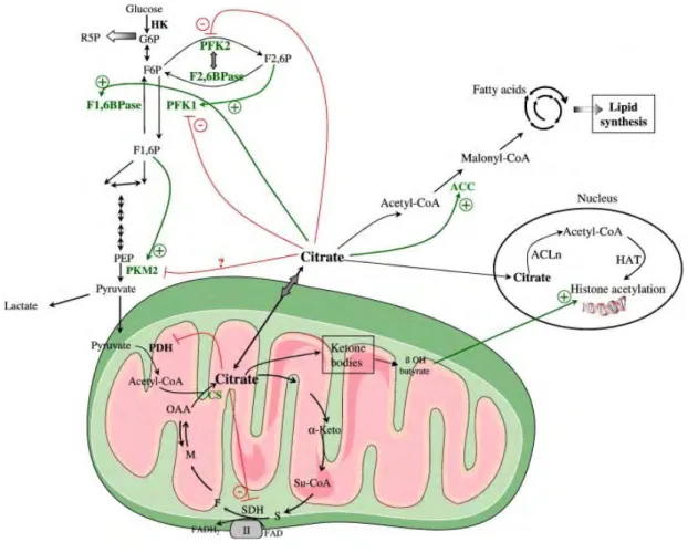 Figure  17.  The  regulation  of  metabolism  by  citrate.  Citrate has numerous regulatory activities on cancer 