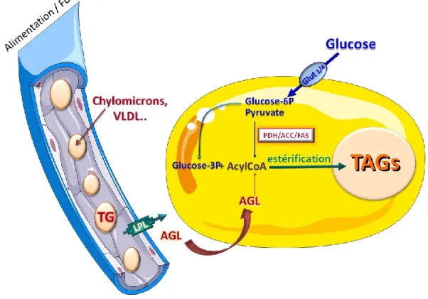 Figure 1: Stockage des lipides dans l’adipocyte 