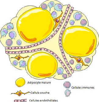 Figure 4: Le tissu adipeux, une diversité cellulaire 