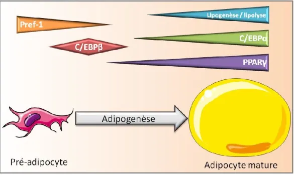 Figure 5: L’adipogenèse du pré-adipocyte à l’adipocyte mature 