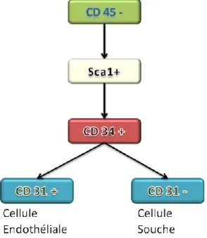 Figure 6: Marqueurs membranaires des cellules  souches et endothéliales du TA  murin 