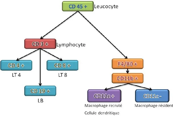 Figure 7: Marqueurs membranaires des cellules immunes du TA murin 