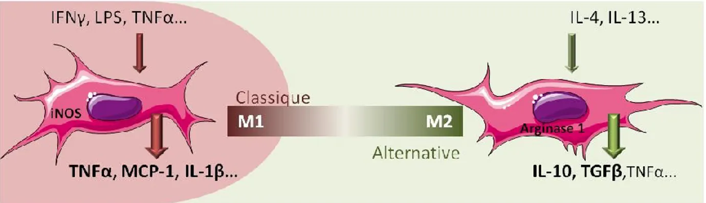 Figure 9: Classification M1/M2 des macrophages 