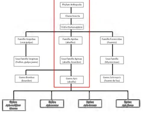 Figure 1 : La taxonomie de l’ordre des hyménoptères modifiée (Sing-yi-feng &amp; Colin Goto, 2008)
