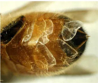 Figure 6 : Paillettes de cire produites par les glandes cirières chez l’abeille maçonne