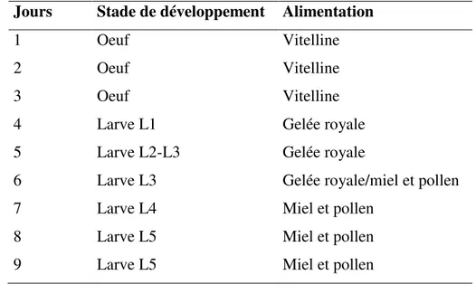 Tableau  3  :  Nourriture  distribuée  par  les  abeilles  nourrices  au  couvain  d’ouvrières  (Sammataro &amp; Avitabile, 1998)