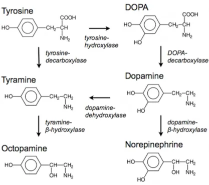 Figure 14 : Équilibre formé pour la synthèse de différents neurotransmetteurs  à partir de la tyrosine (Barron, 2010)