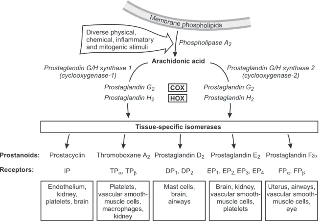 Figure 1 : Voie de synthèse des prostaglandines [Olyiaei 2008, d’après FitzGerald 2001]