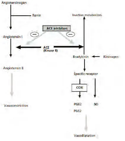 Figure 2: Interactions entre le Système Rénine Angiotensine et les cyclooxygénases [Meune 2003] 