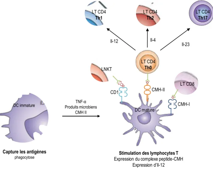 Figure 7 : Les cellules dendritiques, présentatrices d’antigènes. 