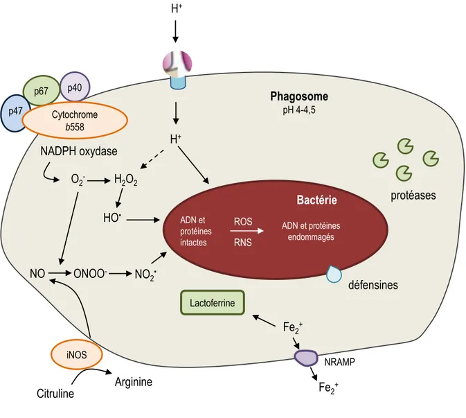 Figure 13 : Mécanismes antimicrobiens développés par la cellule au sein du phagosome. 