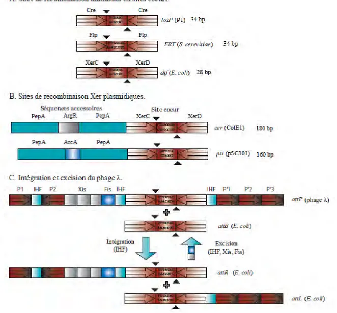 Figure I2 : Organisation des sites de recombinaison des recombinases à tyrosine  