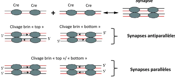 Figure I5 : Diversité des synapses de recombinaison  