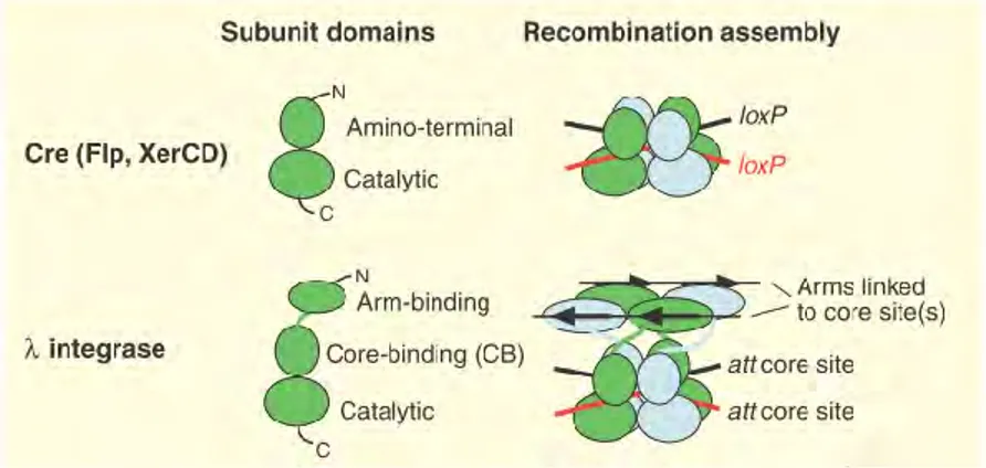 Figure I7 : Comparaison de l’organisation des recombinaisons dites « simples »  et de l’intégrase  du phage      