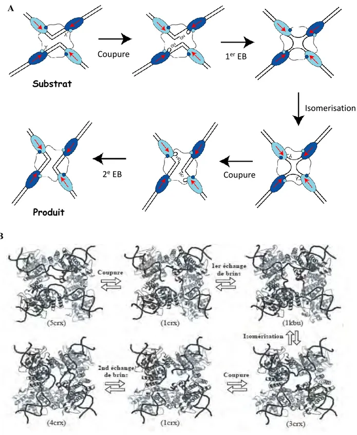 Figure I8 : Modèle de recombinaison catalysée par les YR basée sur les données structurales de  Cre/loxP 