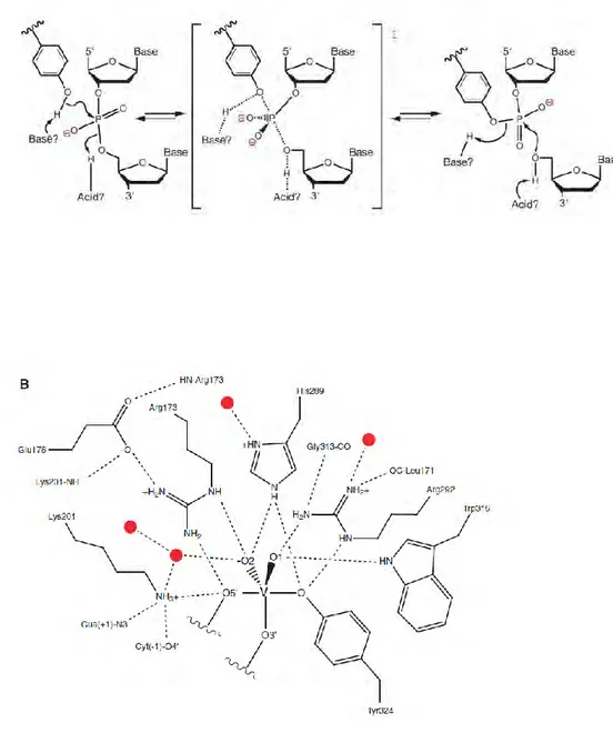 Figure I9 : Clivage de l’ADN par les recombinases à tyrosine  
