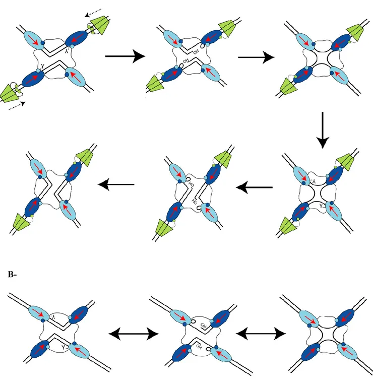 Figure I12 : Modèle de résolution des dimères de chromosome  