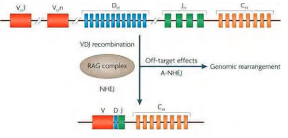 Figure  2:  La  recombinaison  V(D)J,  source  de  diversité  des  gènes  codant  pour  les 