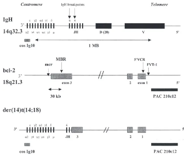 Figure  6:  Mécanismes de  la  translocation  chromosomique  t(14;18)  dans  le  LF. Sur  le  chromosome 14, les points de cassure présents dans le locus de l'IgH se situent au niveau du segment JH ; sur le  chromosome 18, dans le locus BCL2, les régions m