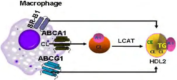 Figure 7. Implication d’ABCA1, ABCG1 et SR-BI dans l’efflux de cholestérol au niveau des  macrophages