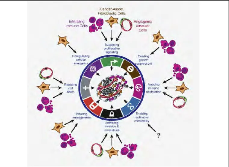 Figure 5 : Contributions multiples des cellules stromales dans le cancer 