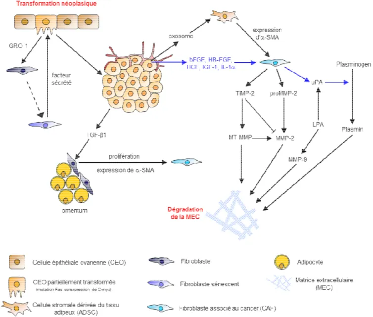 Figure 8 : Rôles des fibroblastes et CAFs dans le microenvironnement tumoral ovarien 