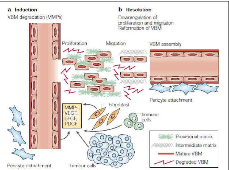 Figure 9 : Angiogenèse tumorale et modifications de la MEC 