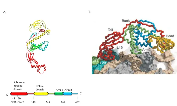 Fig. 2: Structure of the E. coli TF and interaction with ribosome exit tunnel.  (A) The upper  part represents  the  three-dimensional structure ribbon  diagram  of  TF (PBD  1W26)