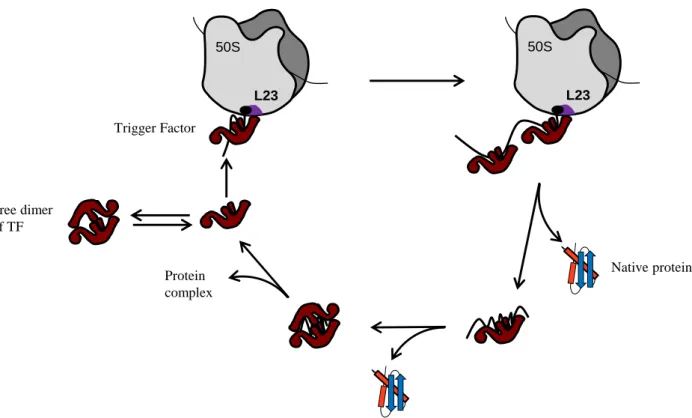 Fig.  3:  Chaperone  cycle  and  assembly  function  of  TF.  TF  interacts  with  nascent  chains  by  direct  association  with  the  ribosome