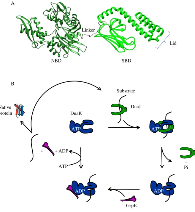 Fig. 4: The DnaKJE chaperone system. (A) Three dimensional structure of the E. coli DnaK
