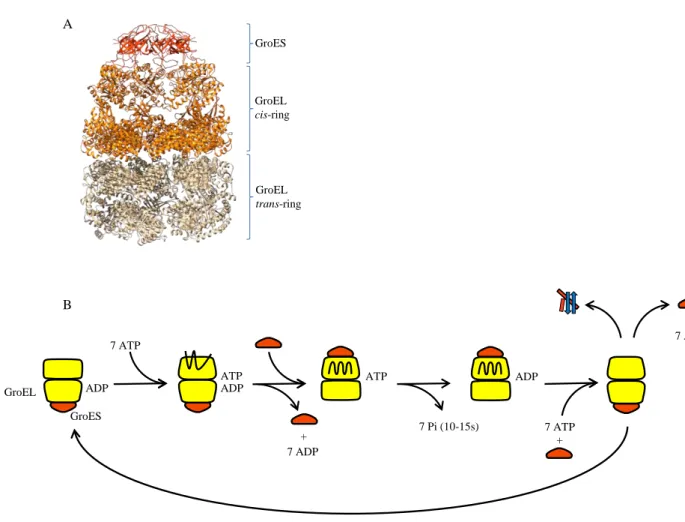 Fig.  5:  The  GroESL  chaperonin  system.  (A)  Three  dimensional  architecture  of  the  GroESL- GroESL-7ADP complex (Xu et al, 1997) (PDB 1AON)