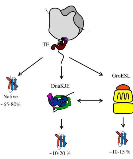 Fig.  6:  Interplay  between  TF,  DnaKJE  and  GroESL  during  de  novo  protein  folding:  Nascent  polypeptides  interact  with  TF  in  a  co-translational  way
