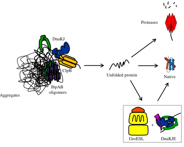 Fig. 8: Mainmolecular chaperones functions in disaggregation. IbpA (in green) and IbpB (in violet)  oligomers  break  aggregates  into  smaller  structures