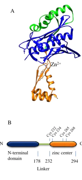 Fig.  9:  Hsp33  structure.  (A)  Three  dimensional  structure  of  reduced  Hsp33  ribbon  diagram  with a Zn 2+  ion bound to the zinc  center (PDB 1VZY)