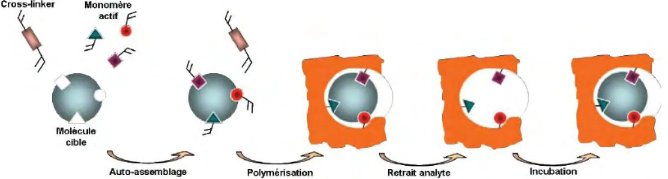 Figure 4 : Principe d'assemblage des polymères à empreinte moléculaire 33