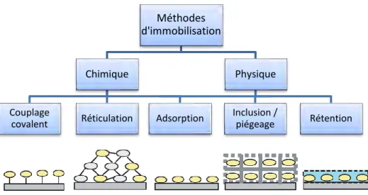 Figure  12 :  Représentation  schématique  des  différentes  méthodes  de  bio-fonctionnalisation  des  transducteurs 15