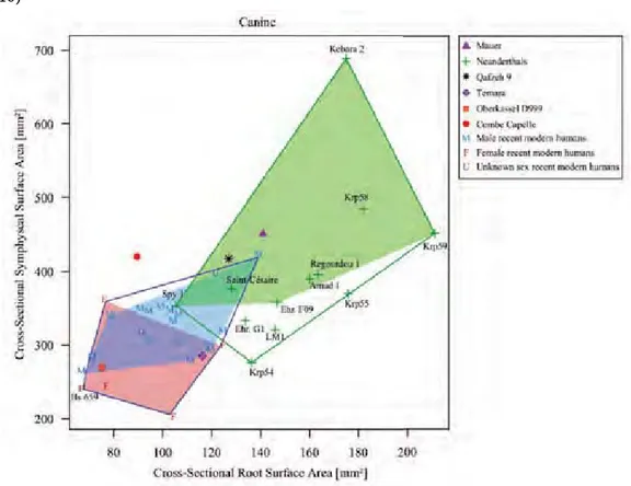 Figure 4. Scatterplot of the cross-sectional symphyseal surface area and the root surface  area for the central incisor (a), lateral incisor (b) and canine (c)