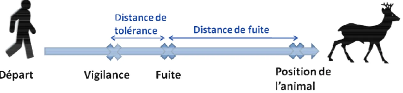 Figure 5. Schéma du protocole utilisé pour 