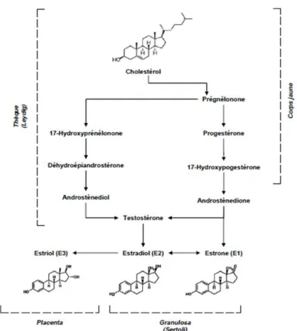 Figure 4 : Voie principale de la biosynthèse des œstrogènes d’après Hall et Phillips (98) 