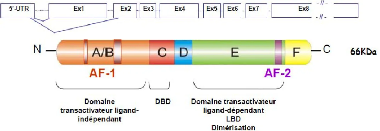 Figure 5: Représentation schématique de l’organisation génique et protéique d’ERα. (D'après Billon- Billon-Gales (114)) 