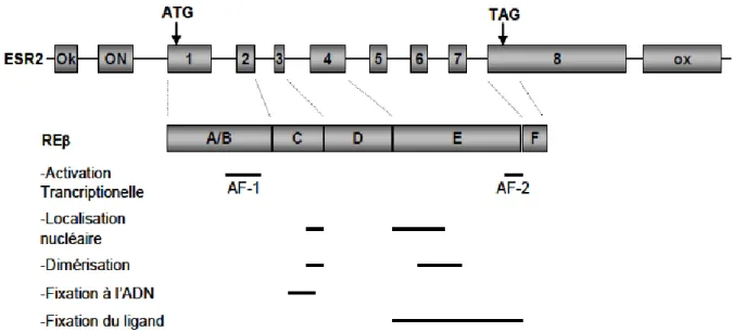 Figure 6: Structure du gène ESR2 et de la protéine ERβ (d’après Zhao (129)) 