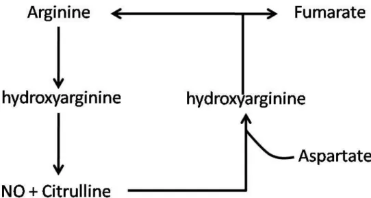 Figure 10: Synthèse endogène de l’arginine à partir de la Citrulline  D’après Wu et Morris (272) 