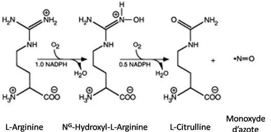 Figure 12 : Cascade chimique conduisant à la production de monoxyde d’azote à partir de L-Arginine 