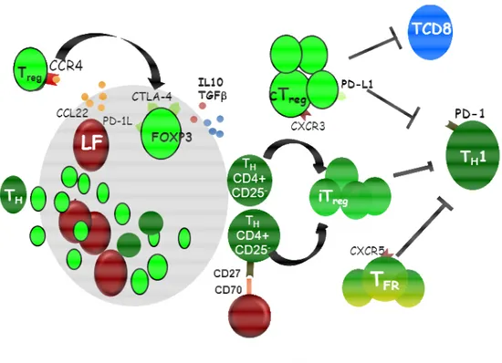 Figure 5 : Rôle des lymphocytes T reg  dans les LF. 