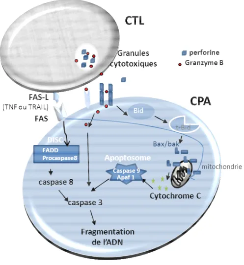 Figure 8 : Mécanismes de lyse des cellules cibles induits par les CTL.  