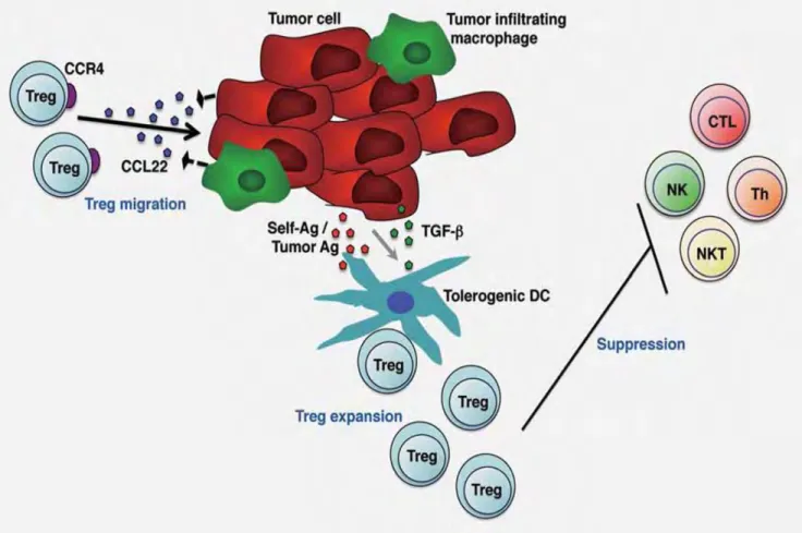 Figure 9 : Fonctions immuno-suppressives des lymphocytes T regs.   Nishikawa H et al. 184