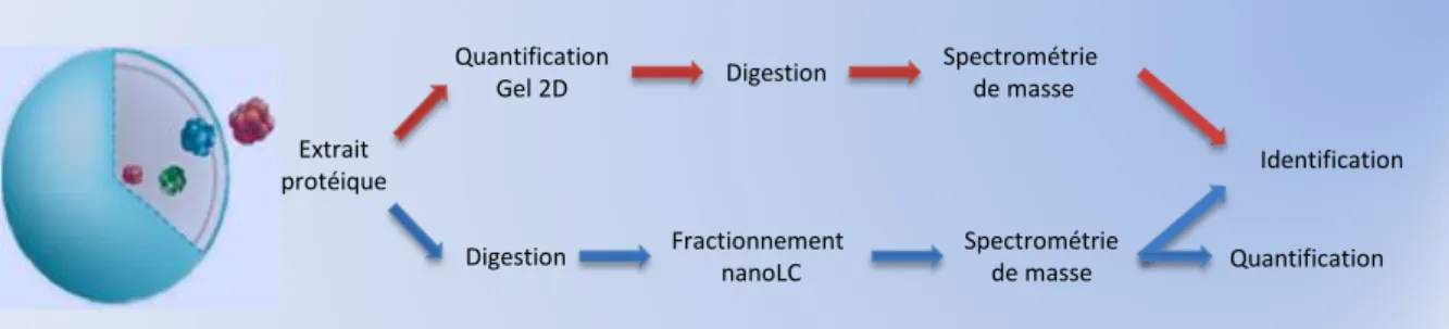 Figure 8 : Méthodes de quantification relative des protéines. La comparaison d’images de 