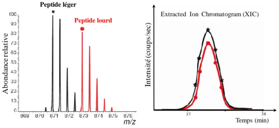 Figure 11 : Extraction des données quantitatives à partir d’un spectre de masse. A gauche, 